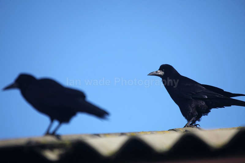 Rooks on a roof in Bristol_0023 - Birds, swans and gulls