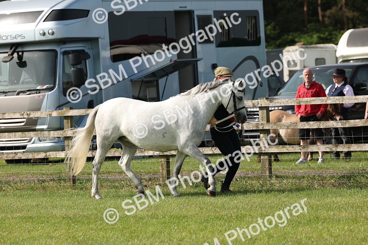 SBM_00796 - Class 6-13 - Mountatin and Moorland In Hand Welsh Breeds