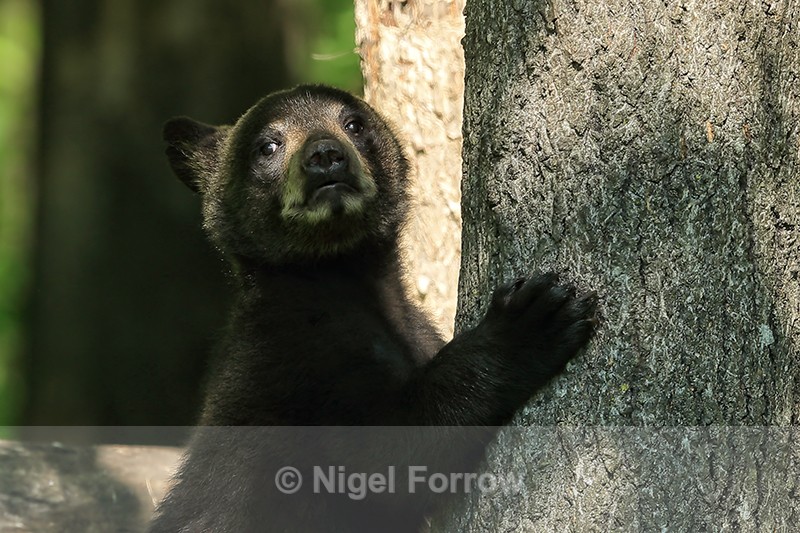 Black Bear cub in shadows, Minnesota, USA - American Black Bear