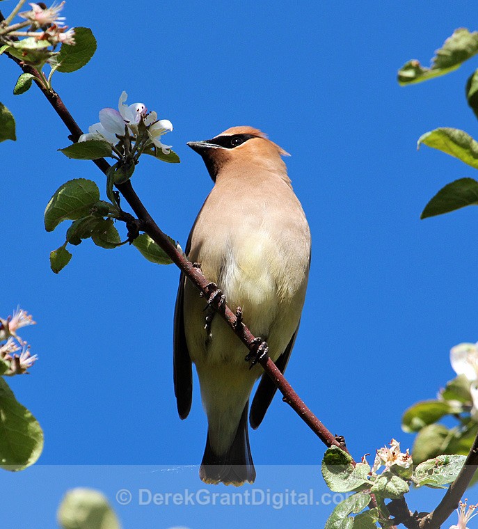 Cedar Waxwing - Birds of Atlantic Canada