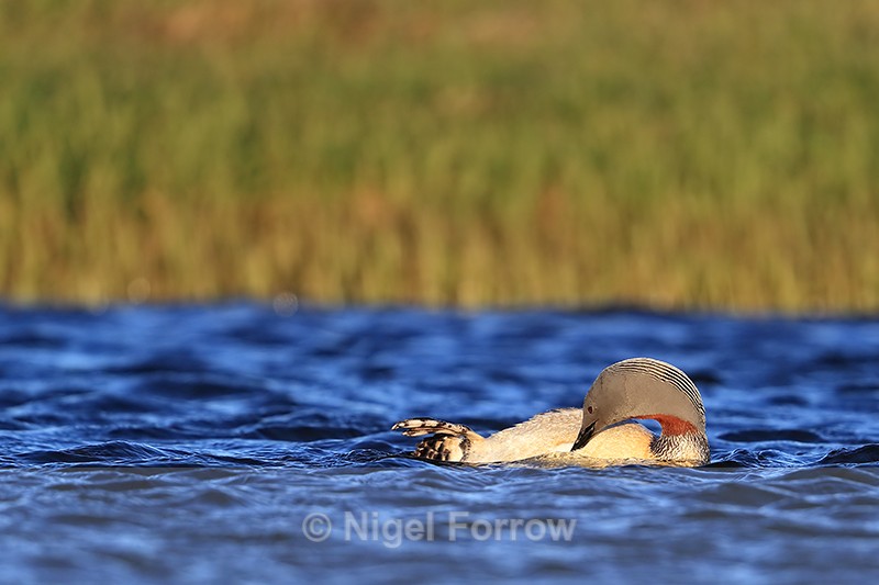 Red-throated Diver preening belly feathers, Floi, Iceland - Red-throated Diver