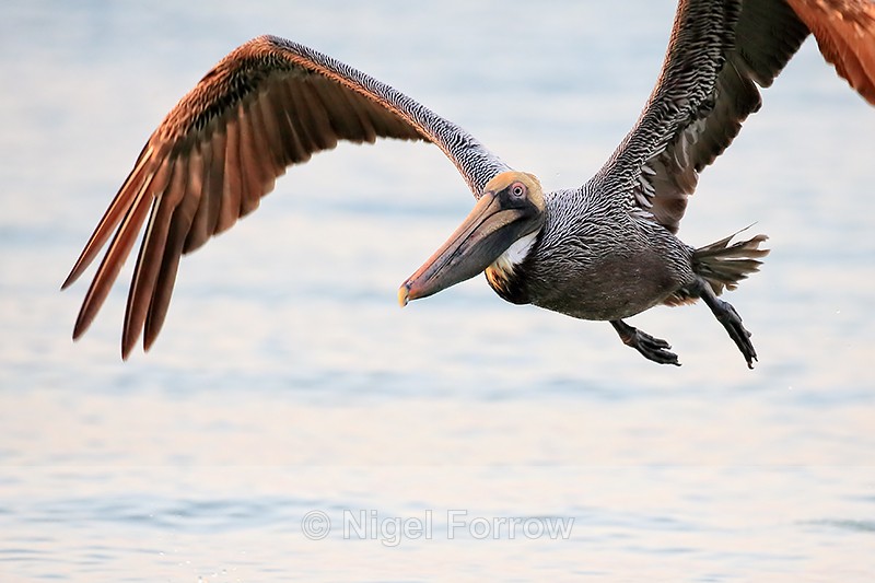 Brown Pelican (adult) close fly-past, Sanibel Island, Florida - Brown Pelican