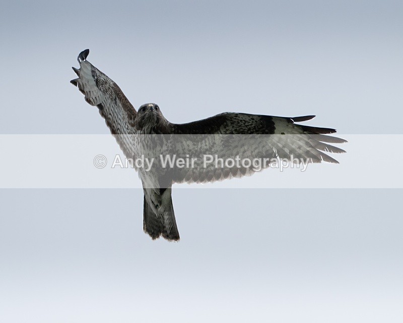 20110521-IMG_5347-419-422 - Raptors