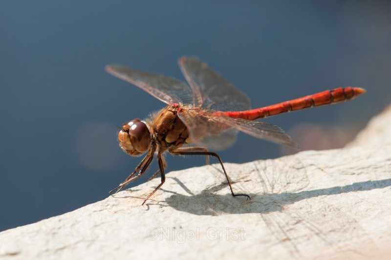 Common Darter - Wildlife