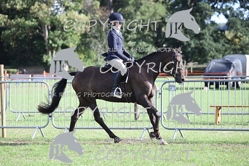 APP_4214 - Class 15a/b Pony club pony/Riding club horse