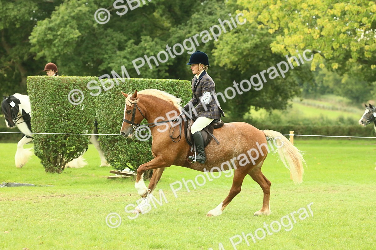 SBM_72082 - S60 - Mountain & Moorland Ridden Large Breeds