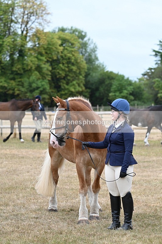 WJ7_0132 - Class 5a Most Handsome Gelding (above 14.2hh)