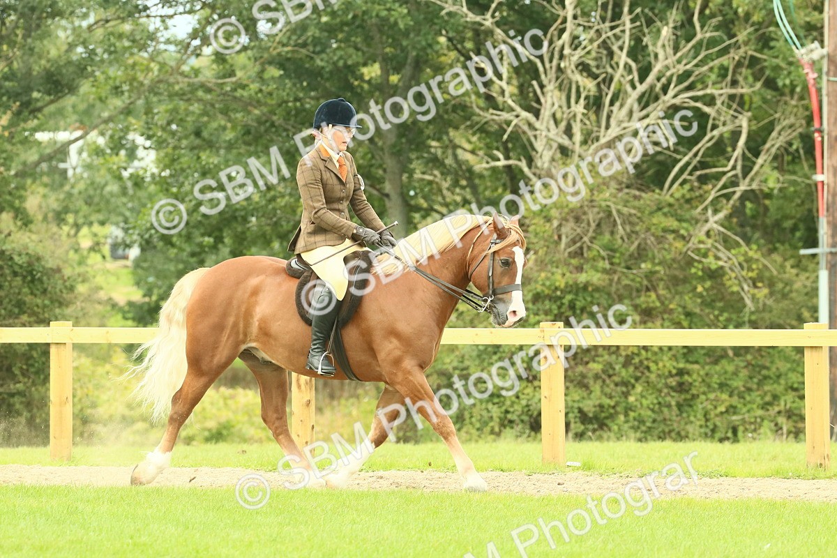 SBM_71858 - S60 - Mountain & Moorland Ridden Large Breeds