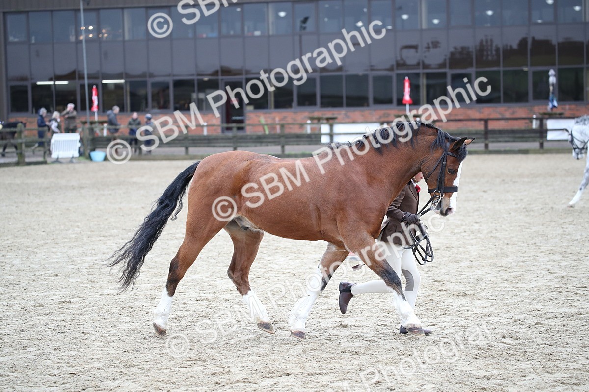 SBM_005962 - Class 10-13 - RIHS Small Large Breeds