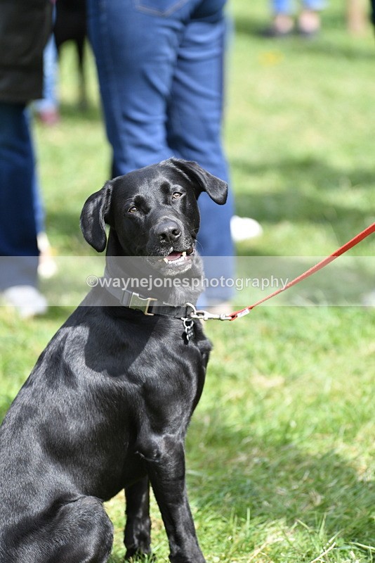 WJ5_9810 - Class 3 Most Handsome Dog