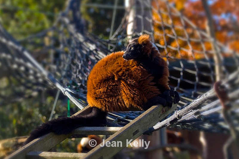 Red Ruffed Lemur - 7408 - Lemurs