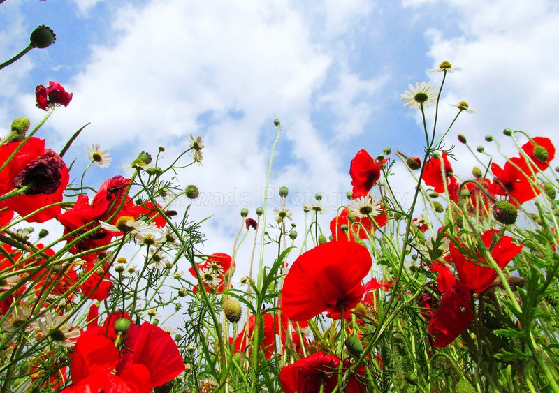 Wild Poppies in Somerset_066 - Wild Flowers,  plants & Fungus photography, Great Britain