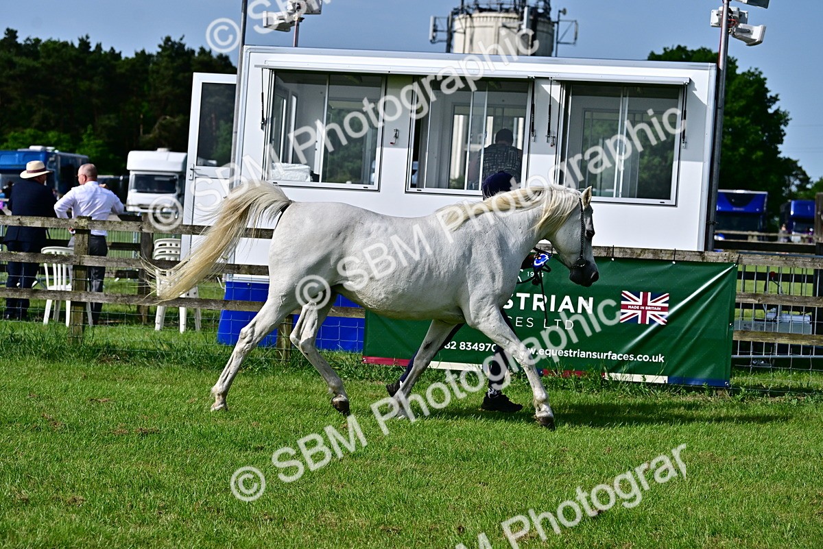 SBM_01074 - Class 46-49 - Arab and Part Bed-Anglo Arab In Hand