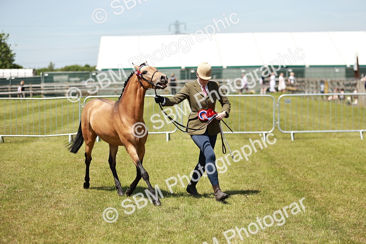 SBM_05595 - Class 41-45 - Riding Pony-Hunter Pony Breeding