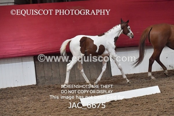 JAC_6675 - 15 Ziggy of Westoak