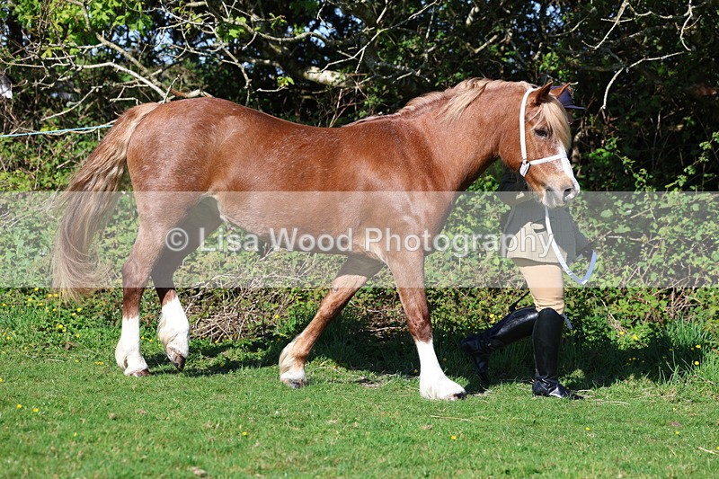 3E7A8538 - Class 13: M & M Large Breeds