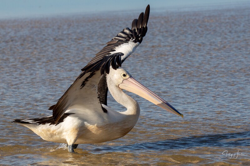 Pelican Take-off 1