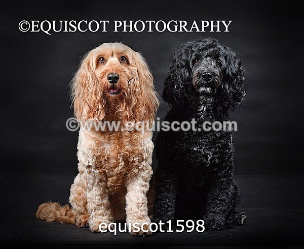 equiscot1598 - POPPY & EDDI