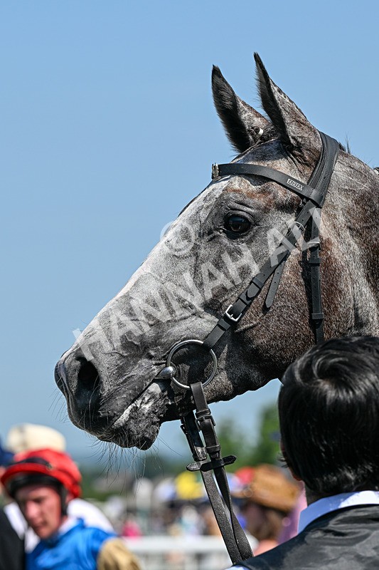 230626-Race 2-Tattie Bogle-0428 - Race 2 14.45pm Beverley Racecourse Supporting Racing Staff Week Handicap