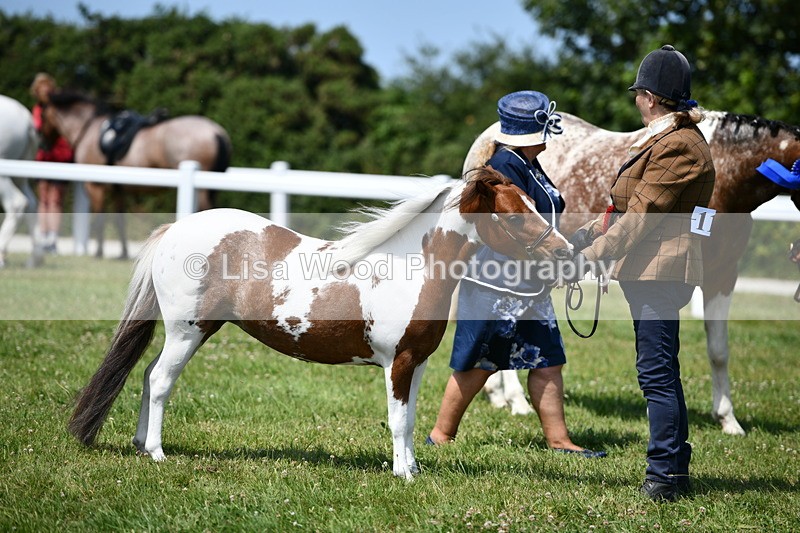 DSC_7949 - Coloured Horse In Hand Championship