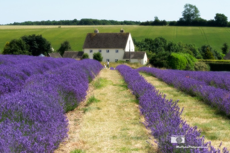 Lavender Fields - Britain and the British