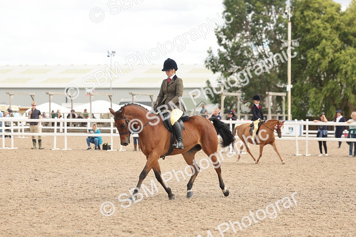 SBM_16007 - Class 311 - Ridden Show pony-Show hunter Pony