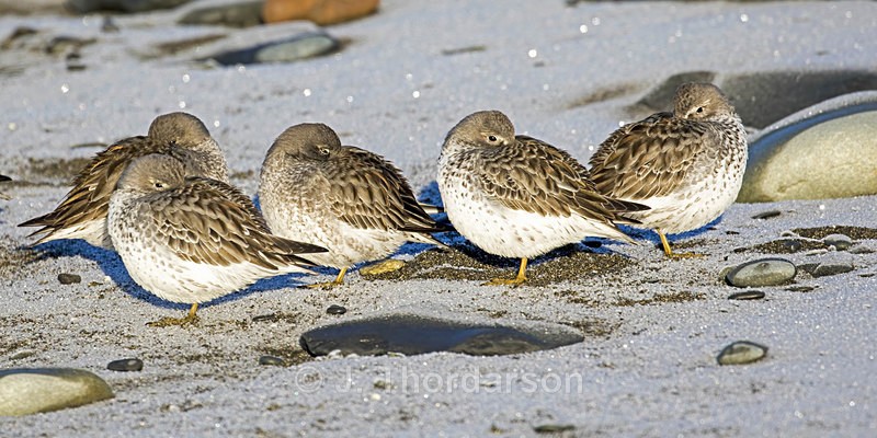  - Shorebirds
