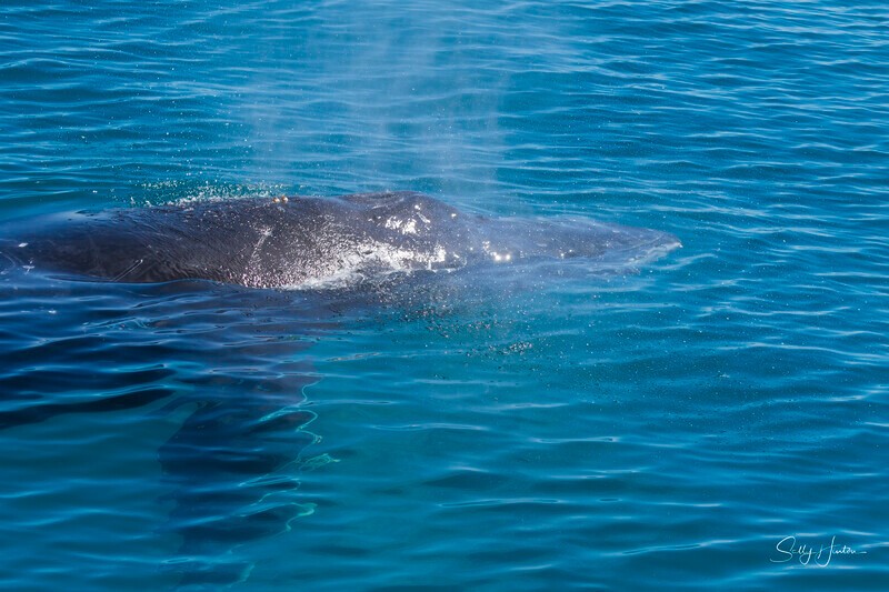 0A3A9617 - 2024 Hervey Bay Whales