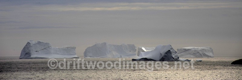 Icebergs - Greenland