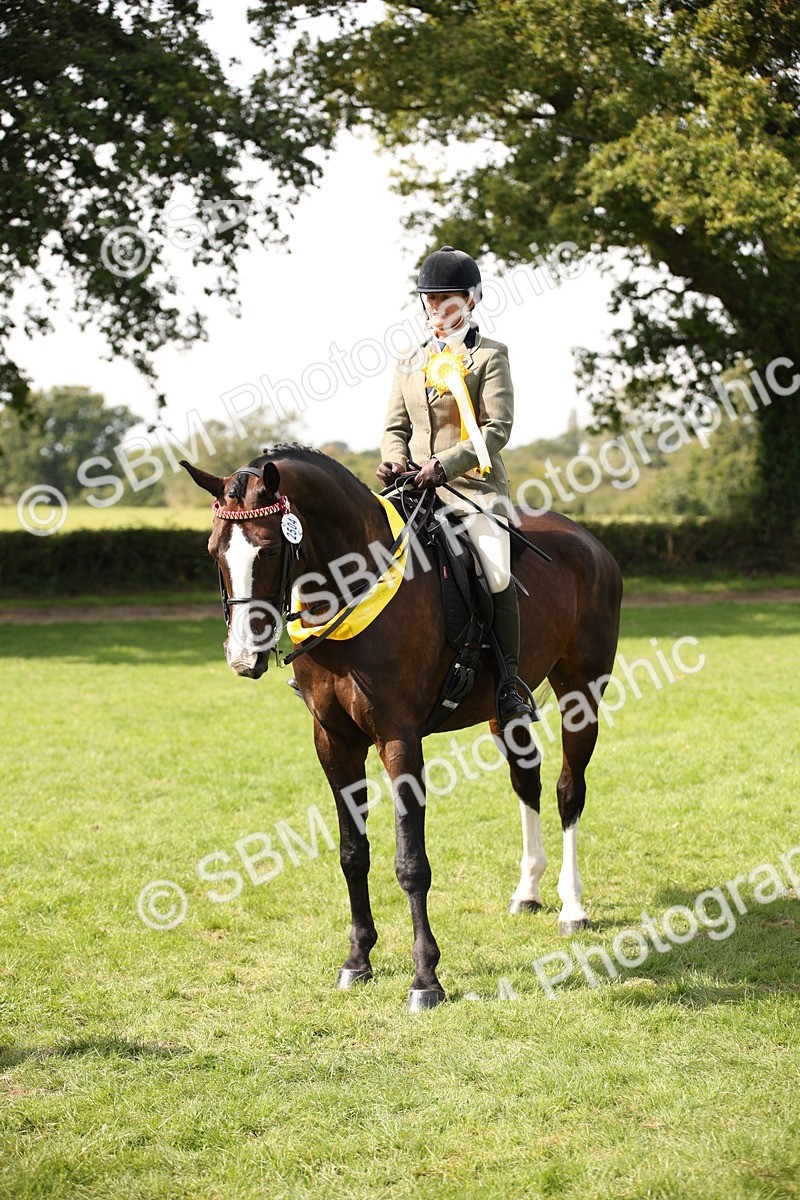 SBM_65999 - S64 - Riding Horse & Hack & Thoroughbred Ridden