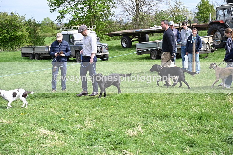WJ6_8852 - Class 8 Best Working / Gun Dog or Bitch