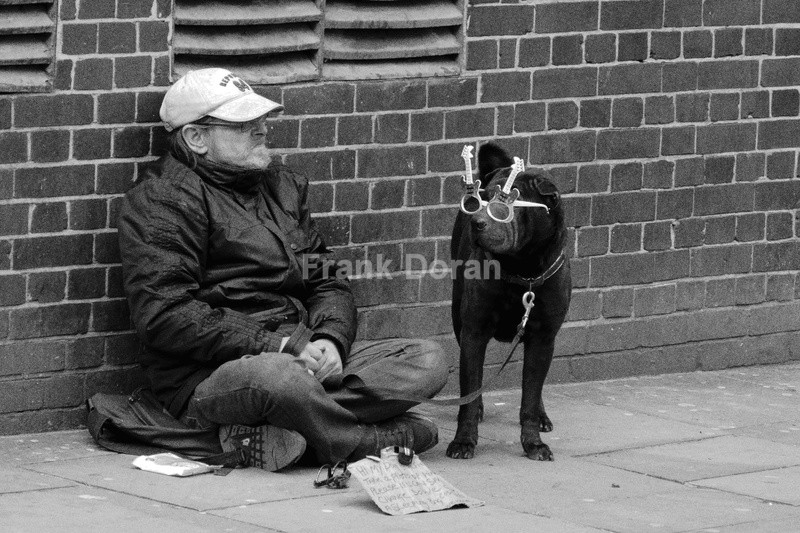 DOG WITH SPECTACLES ON - Frank Doran