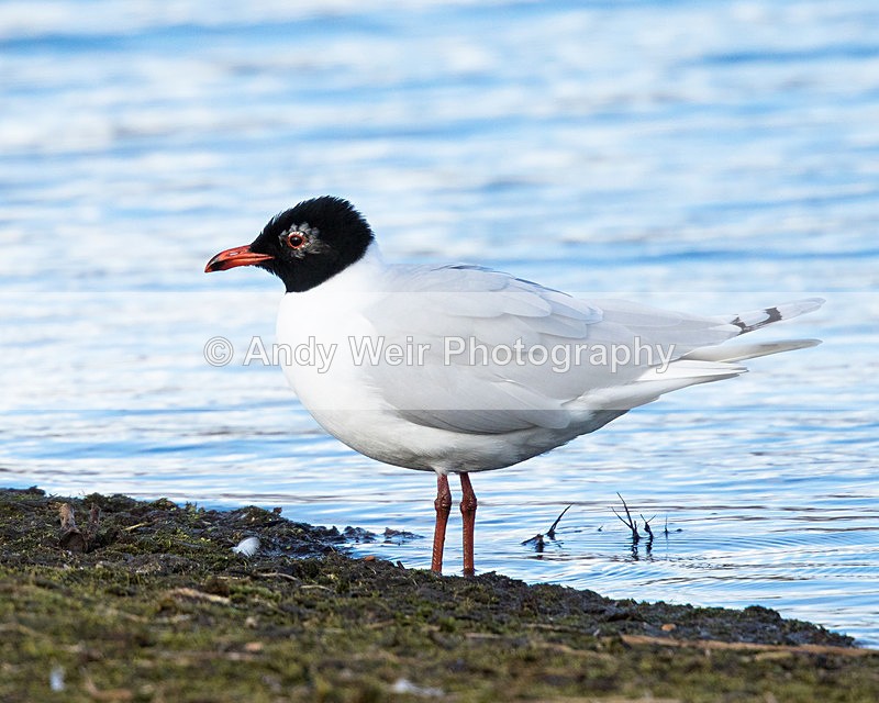 20150322-8E0A8391 - Gulls