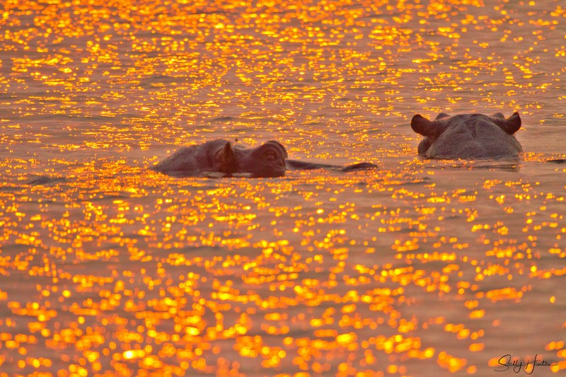 Hippos at Sunset