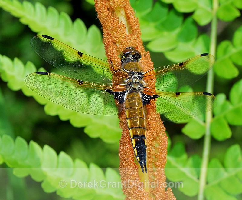 Four-spotted Skimmer - Dragonflies of Atlantic Canada