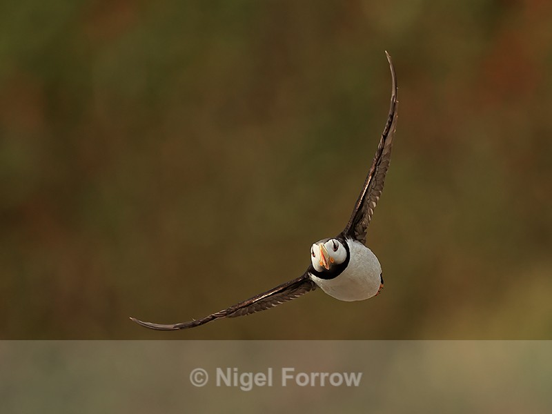 Horned Puffin front view flying, Duck Island, Alaska - Horned Puffin