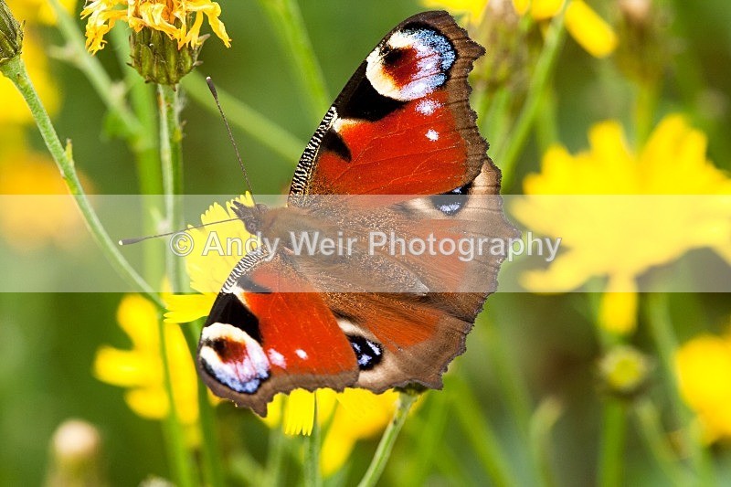 20080825-013 - Butterflies & Moths