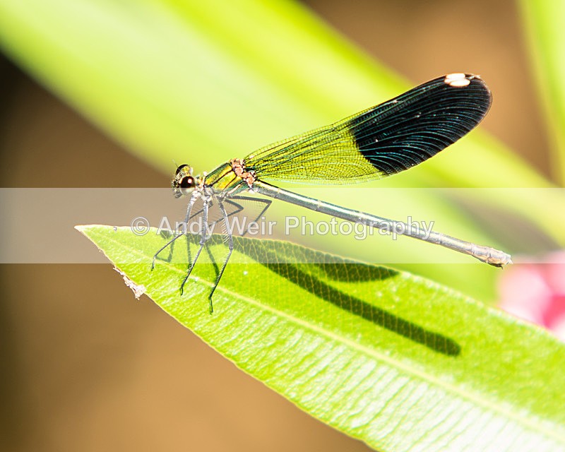 20150612-8E0A9626 - Abroad