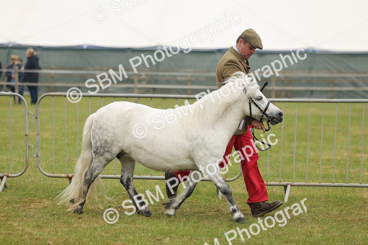 SBM_05064 - Class 50-57 - M&M Welsh Pony In Hand