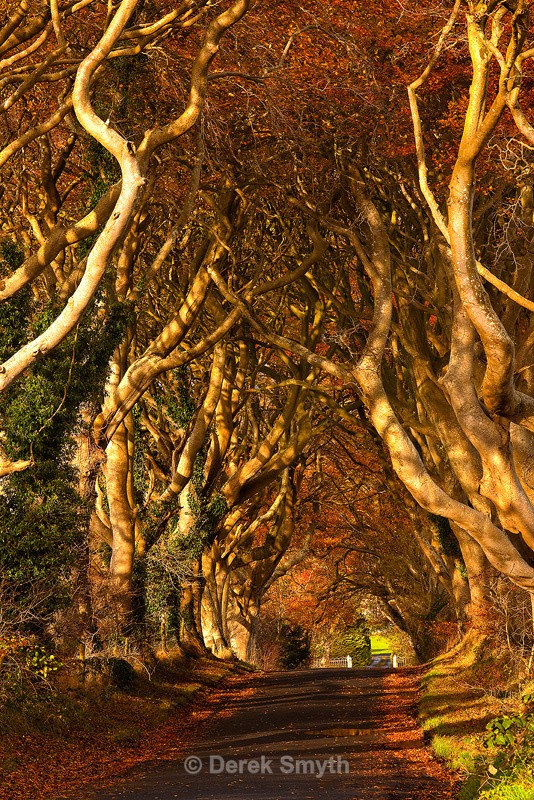 Dark Hedges in Bright Autumn Sunlight