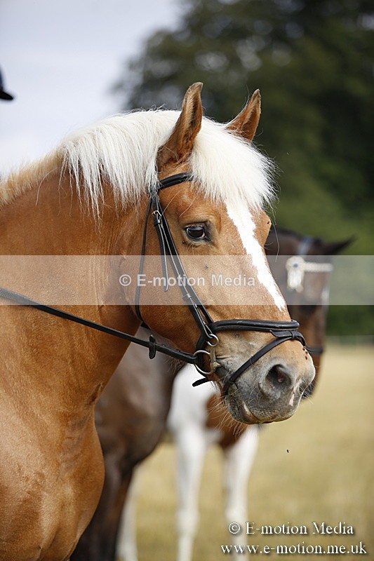 _C7A9305 - BVRC Show 2018 Ring 1