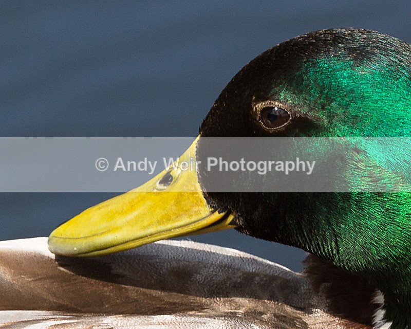 20140526-3K8A1740 - Mallard