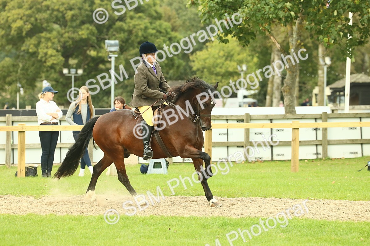 SBM_71996 - S60 - Mountain & Moorland Ridden Large Breeds