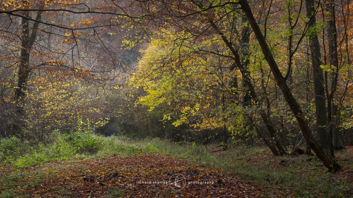 Itchen afternoon - Woodland