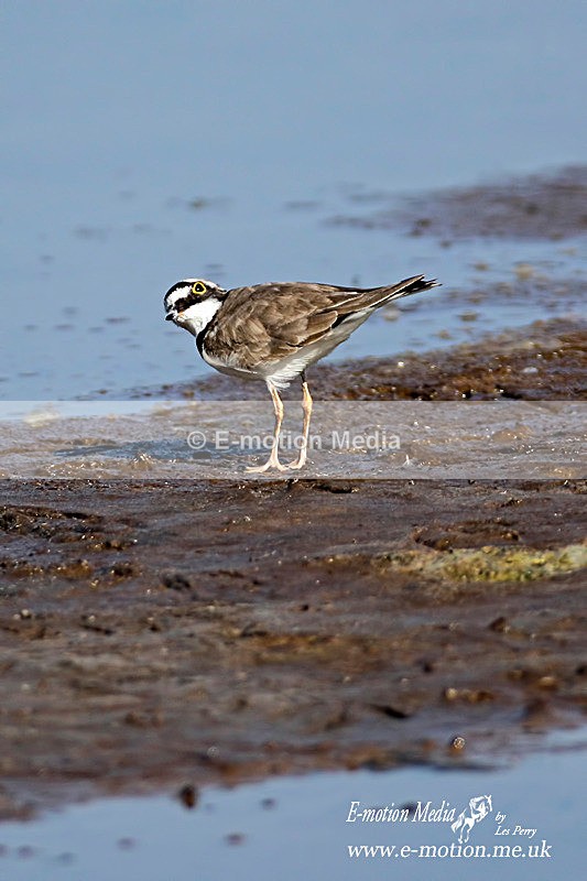 Little Ringed Plover 130713 34 - Nature
