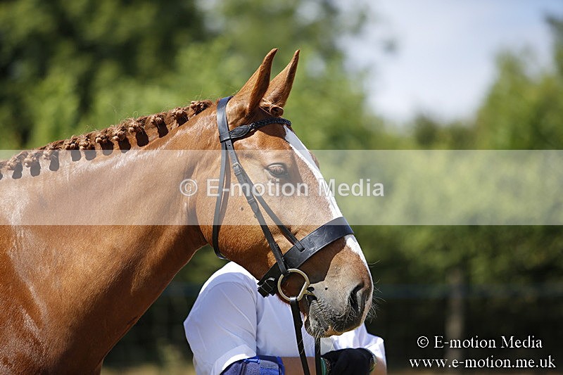 _C7A9748 - BVRC Sow 2018 Ring 2