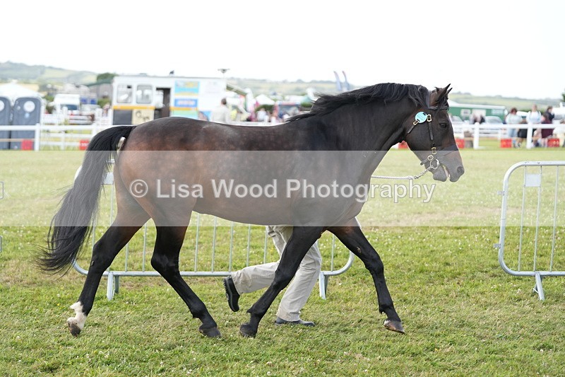 DSC05694 - Class 51: NPS M&M 4 years and over Large Breeds
