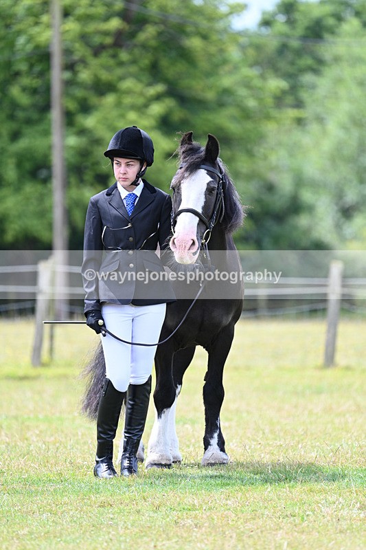 WJ7_6644 - Class 5 Handsome Gelding in hand