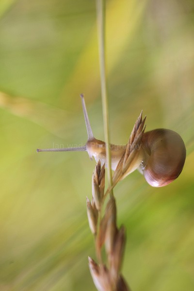  - Insects & Snails, Great Britain