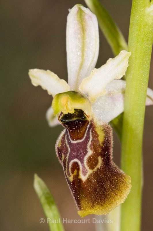 Tyrhennian Ophrys (Ophrys tyrrhena) - Orchids - Ophrys